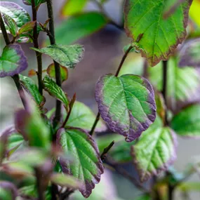 Parrotia persica Persian Spire'