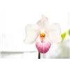 bellaflora Gartencenter GmbH