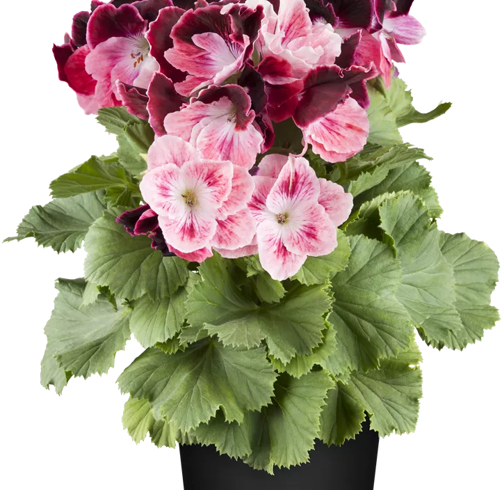 Englische Pelargonie Englische Pelargonie