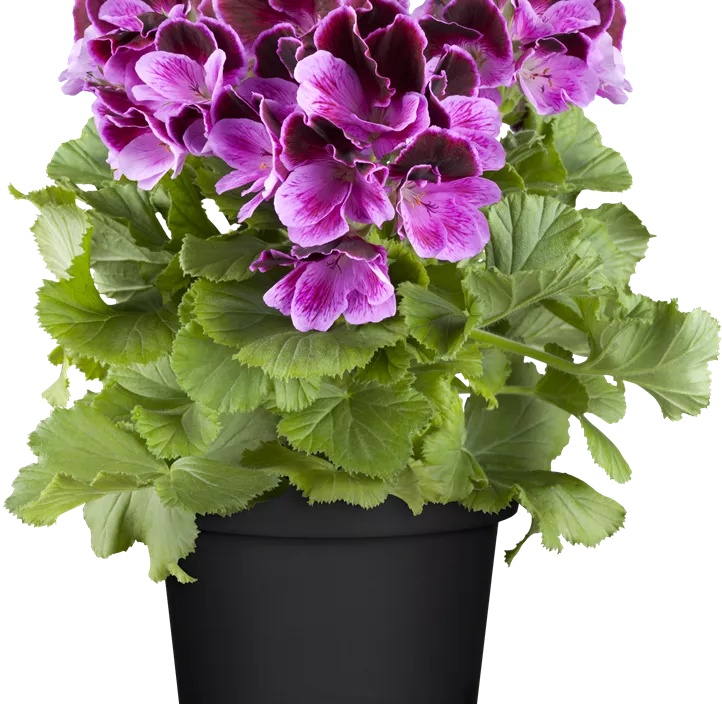 Englische Pelargonie Englische Pelargonie