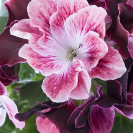 Pelargonium grandiflorum