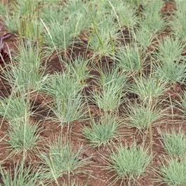 Pennisetum