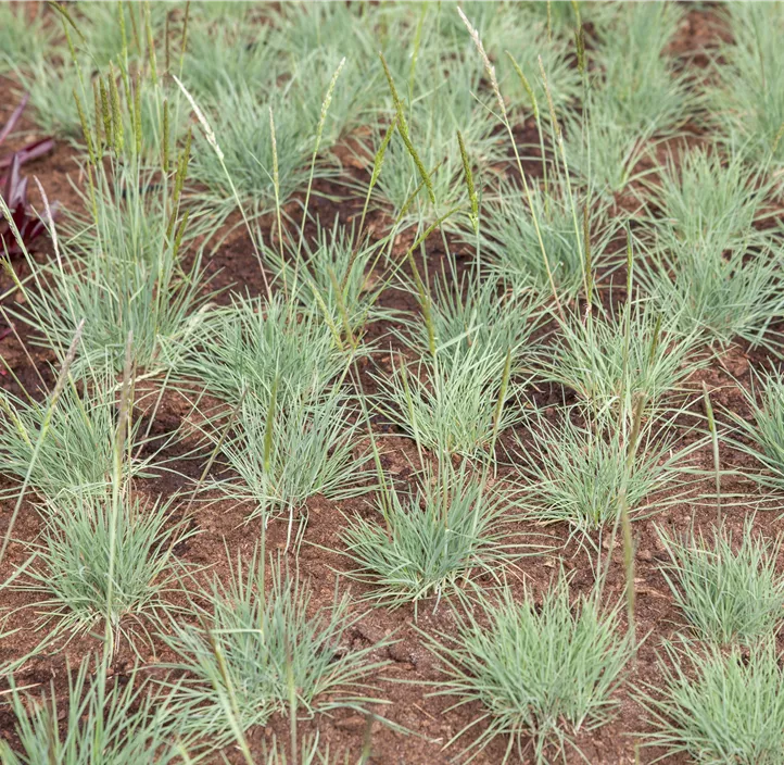 Pennisetum, 3 Liter Topf