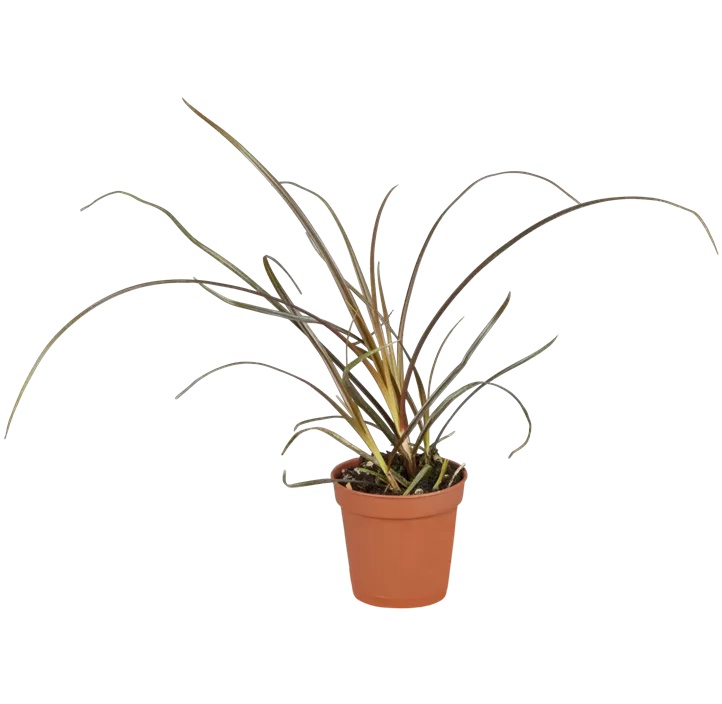 Pennisetum, 3 Liter Topf