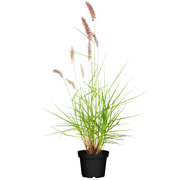 Pennisetum, 3 Liter Topf