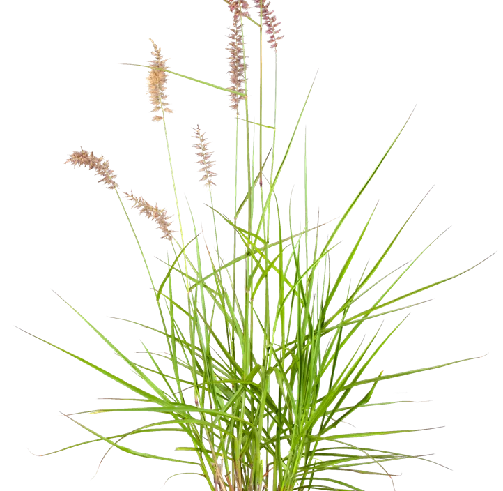 Pennisetum