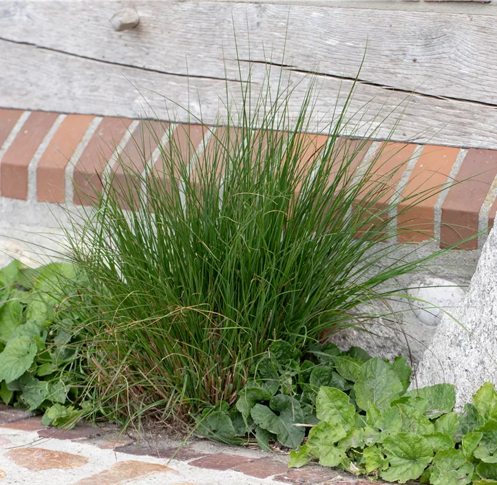 Pennisetum, 3 Liter Topf
