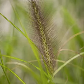 Pennisetum