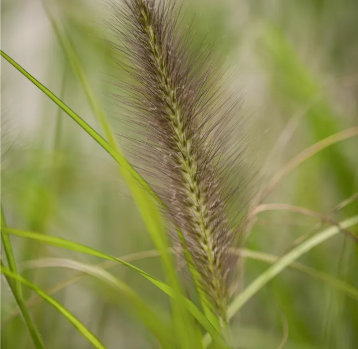 Pennisetum, 3 Liter Topf