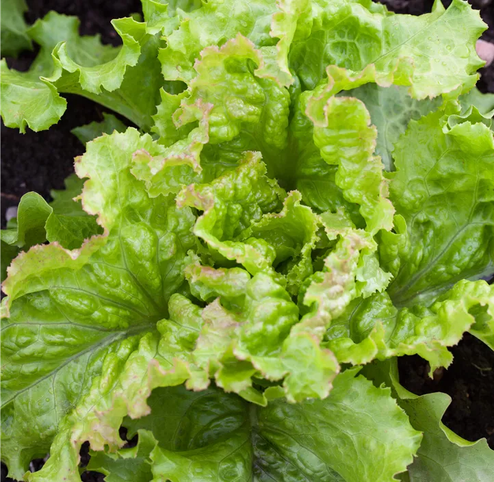 Pflücksalat 'Amerikanischer Brauner'