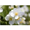 bellaflora Gartencenter GmbH