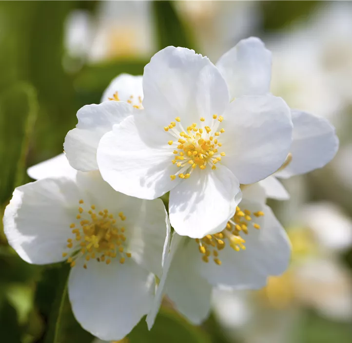 Gartenjasmin 'Starbright'