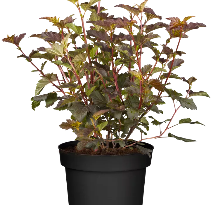 Fasanenspiere 'Diable d'Or'® Fasanenspiere 'Diable d'Or'®