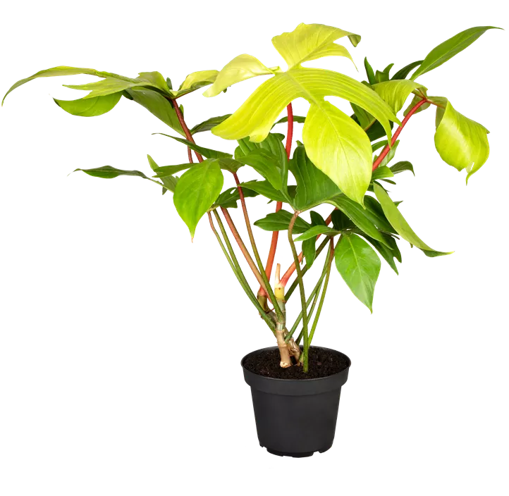 Philodendron 'Florida Ghost'