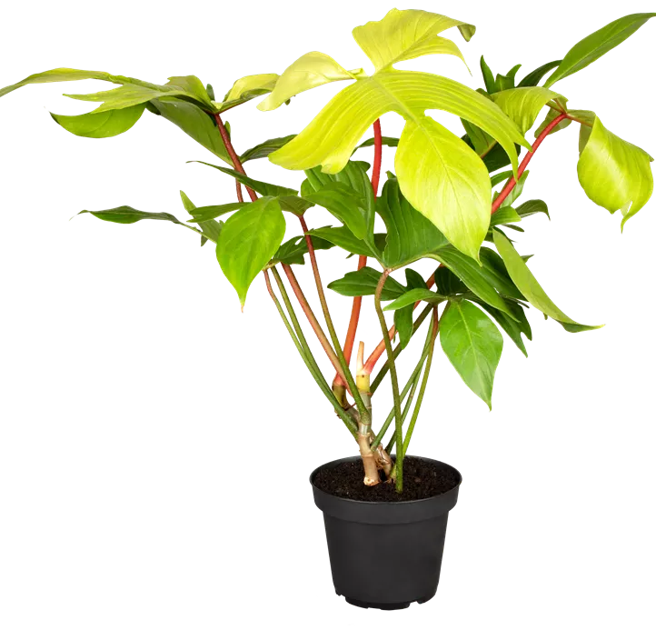 Philodendron 'Florida Ghost'