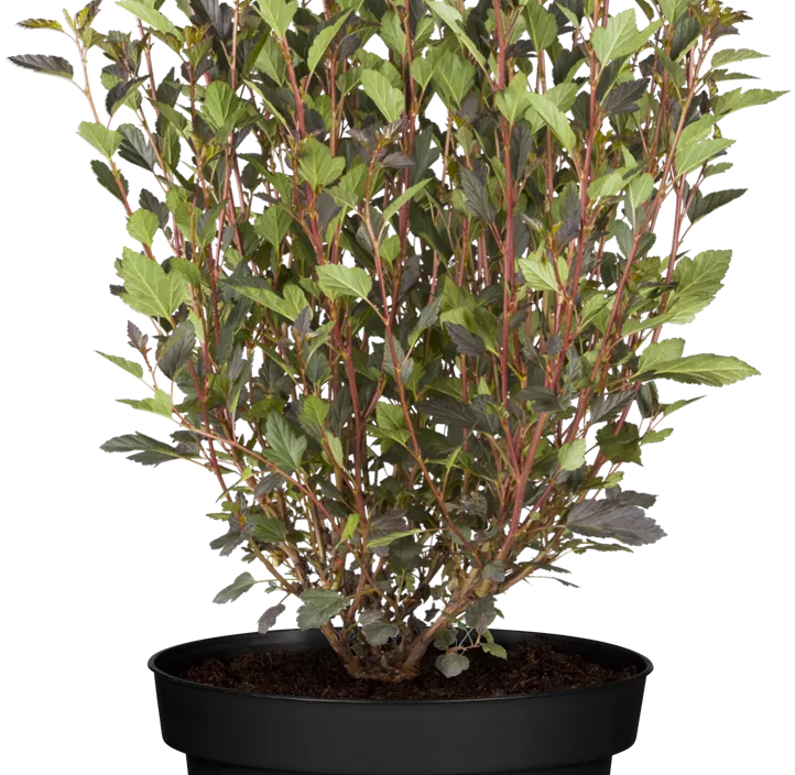 Fasanenspiere 'Little Devil'® Fasanenspiere 'Little Devil'®