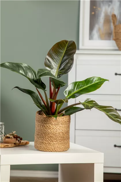 Philodendron Imperial Red, Philodendron 'Imperial Red' - Bellaflora