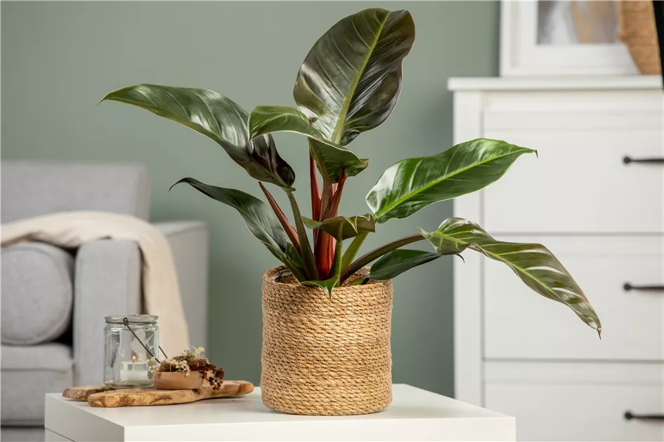 wie sieht ein philodendron aus Philodendron hederaceum oxycardium 'Var' | Herzblatt Philodendron main image 0