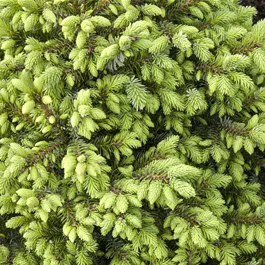 Picea omorika Nana
