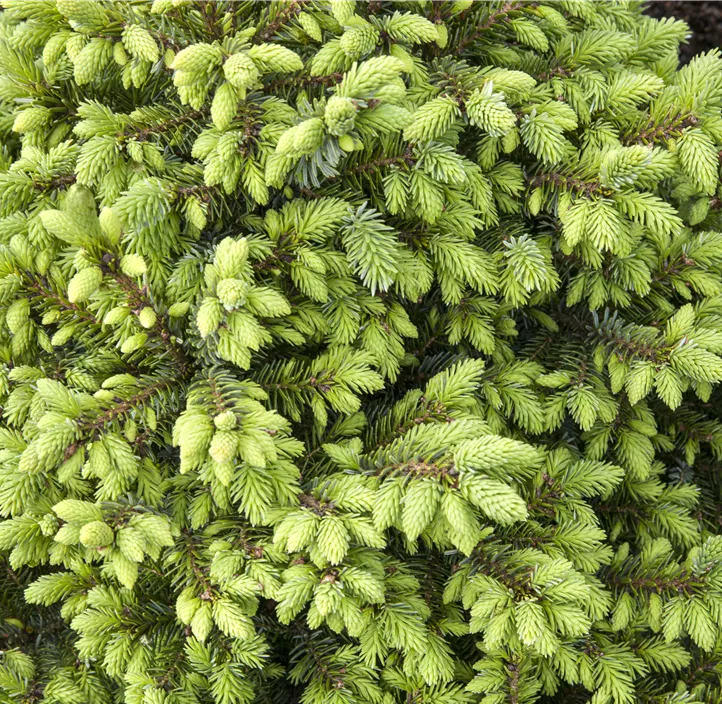 Serbische Kegelfichte 'Nana'