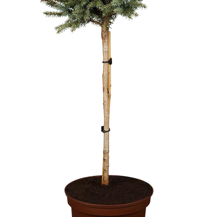 Serbische Kegelfichte 'Nana' Serbische Kegelfichte 'Nana'