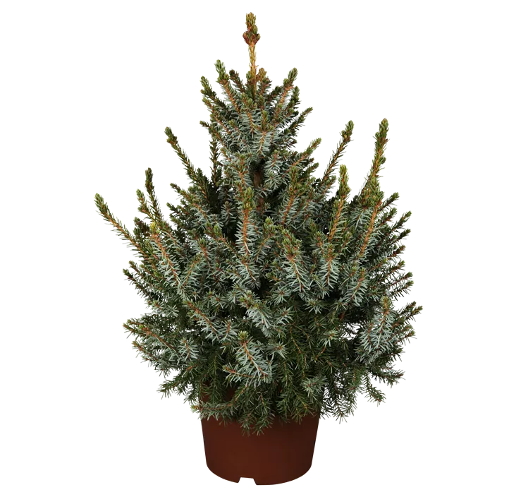 Serbische Kegelfichte 'Nana'