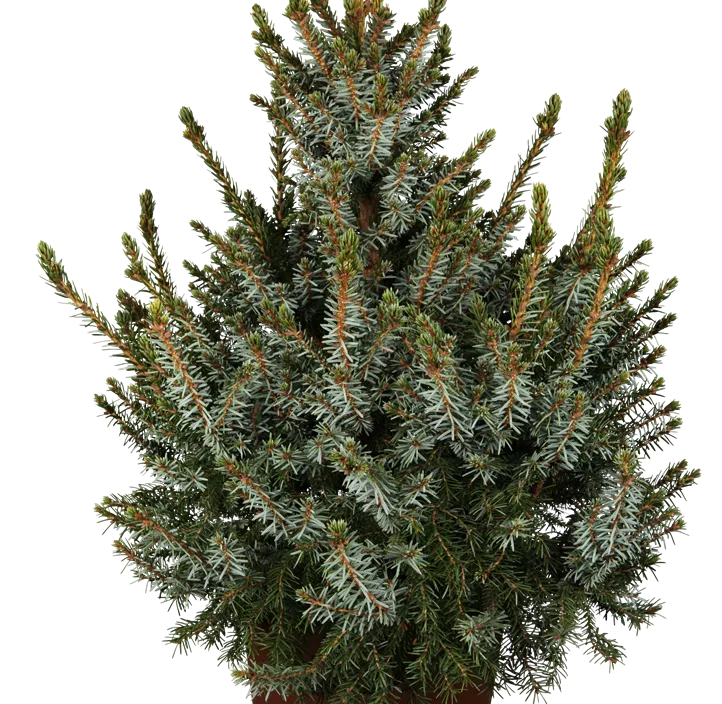 Serbische Kegelfichte 'Nana' Serbische Kegelfichte 'Nana'