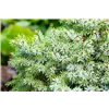 bellaflora Gartencenter GmbH