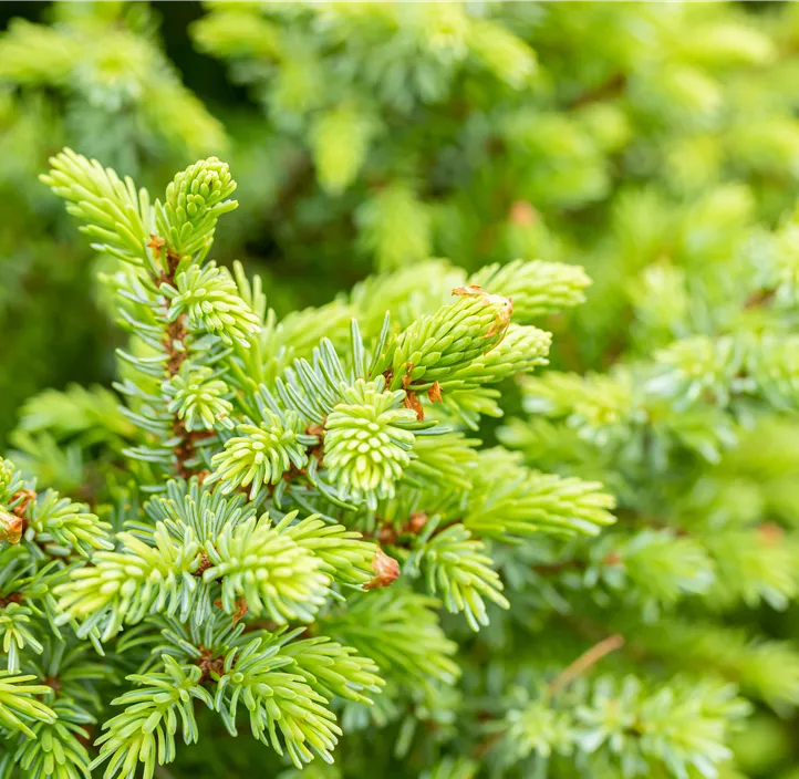 Serbische Kegelfichte 'Nana'
