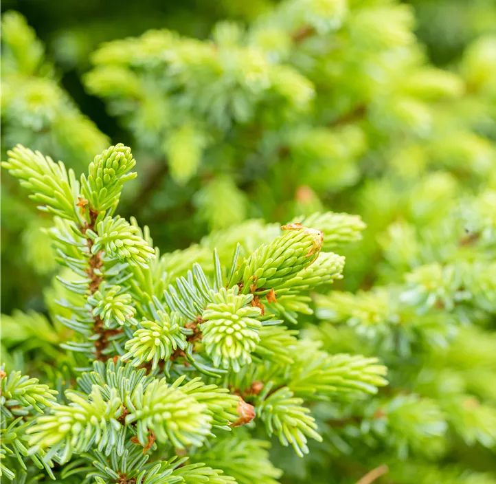 Serbische Kegelfichte 'Nana'