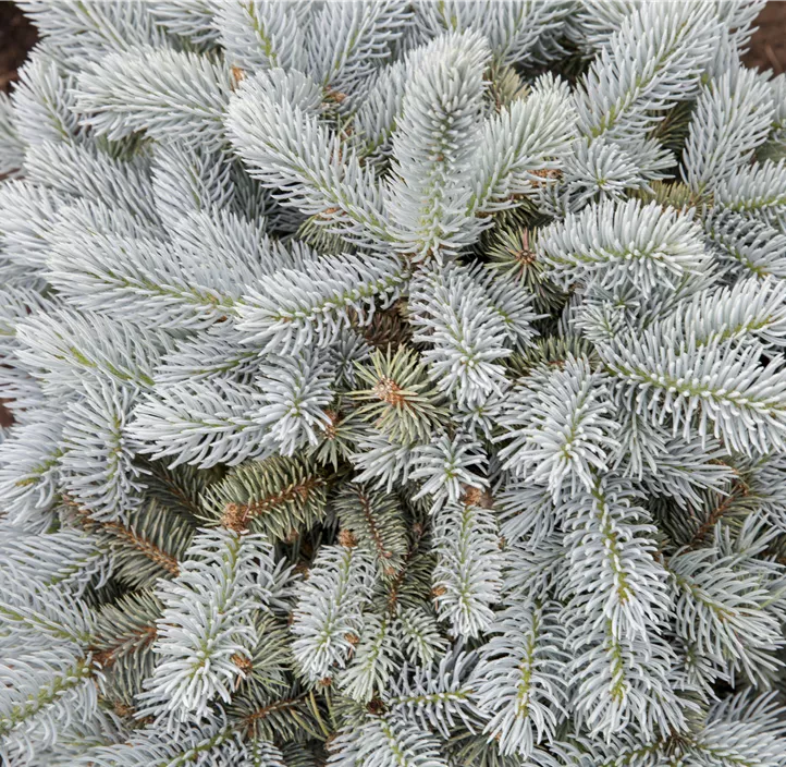 Kleine Blaufichte 'Glauca Globosa'