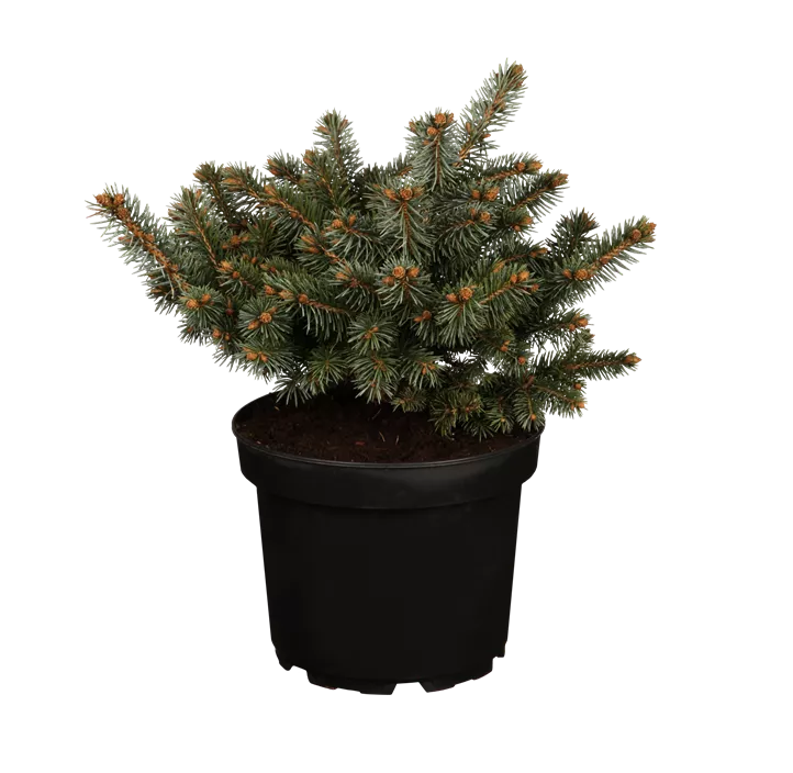 Kleine Blaufichte 'Glauca Globosa'