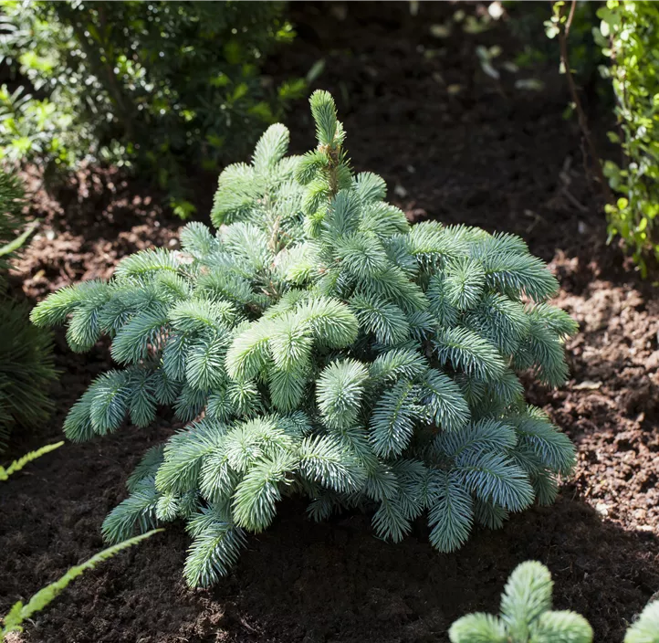Kleine Blaufichte 'Glauca Globosa'