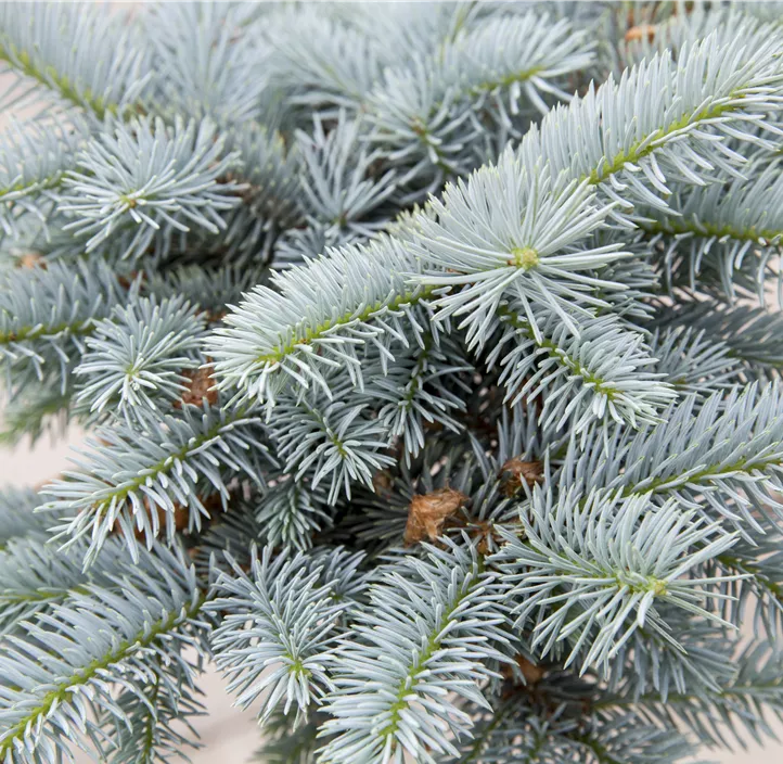 Kleine Blaufichte 'Glauca Globosa'