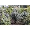 bellaflora Gartencenter GmbH