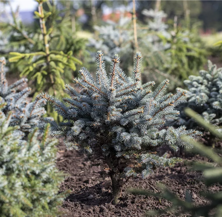 Kleine Blaufichte 'Glauca Globosa'