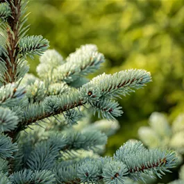 Picea pungens Glauca Globosa