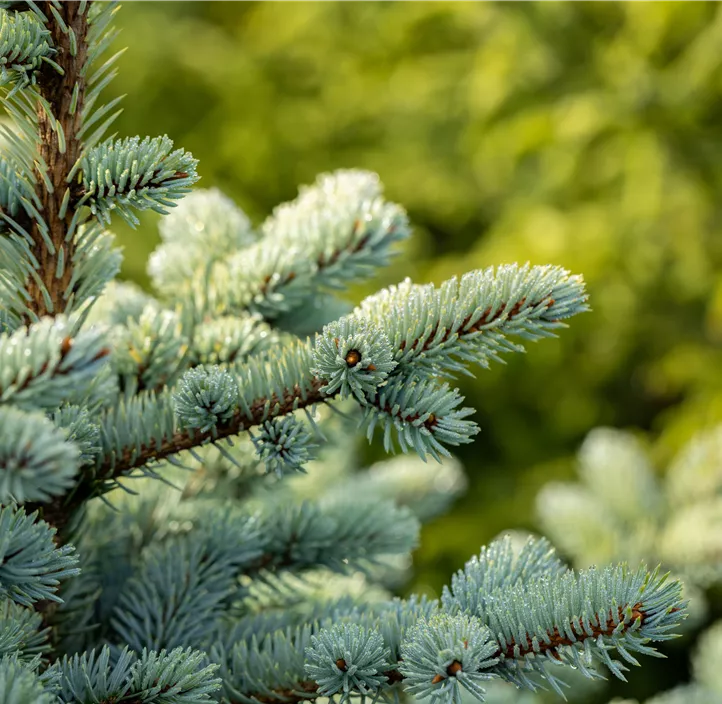 Kleine Blaufichte 'Glauca Globosa'
