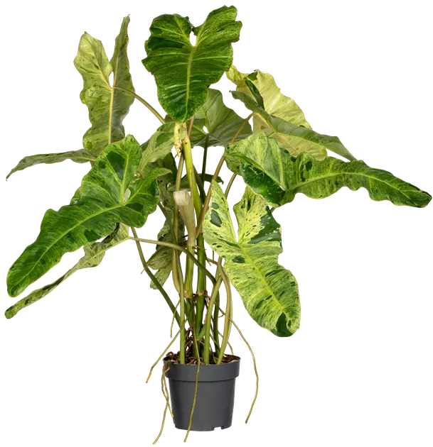 Philodendron Paraiso Verde Variegata, Philodendron 'Paraiso Verde Variegata'  - Bellaflora