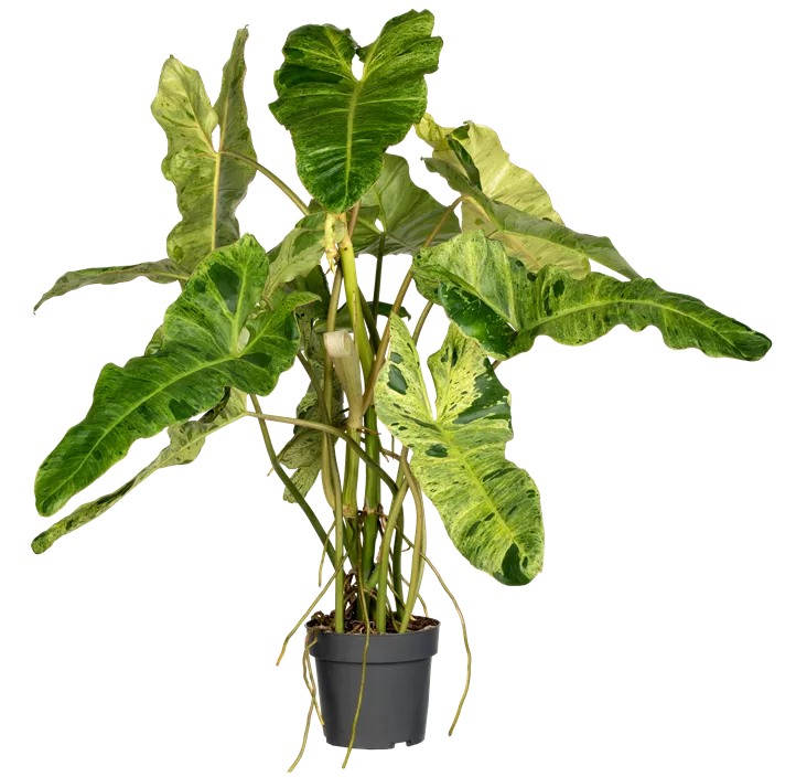 Philodendron 'Paraiso Verde Variegata'
