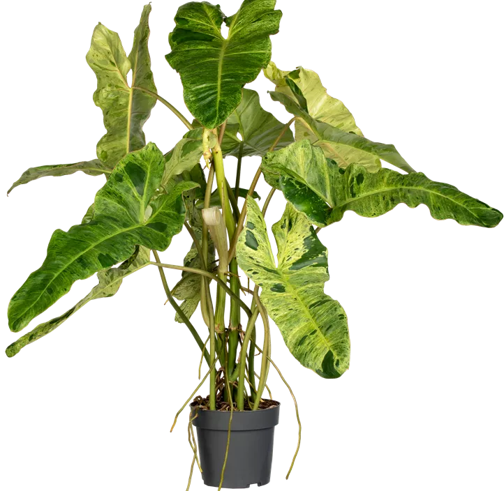 Philodendron 'Paraiso Verde Variegata'