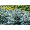 bellaflora Gartencenter GmbH
