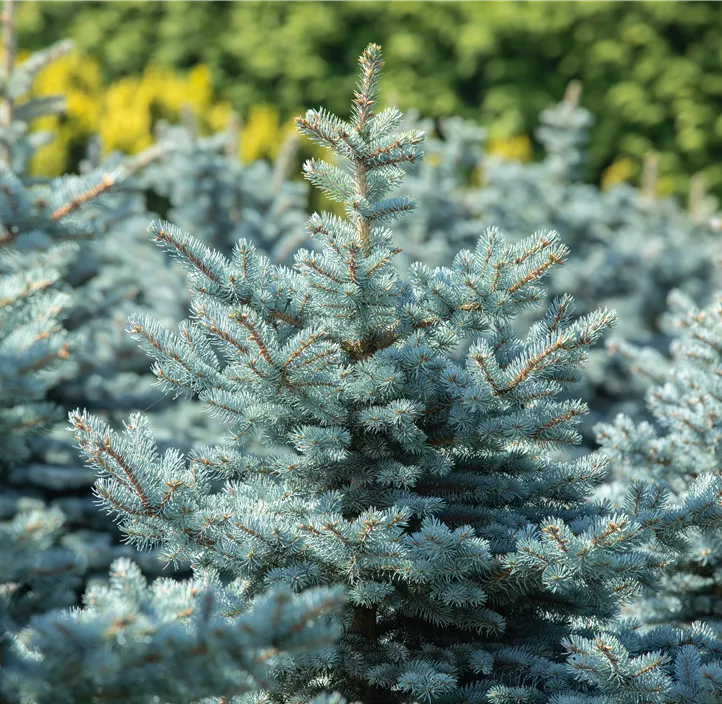 Kleine Blaufichte 'Glauca Globosa'