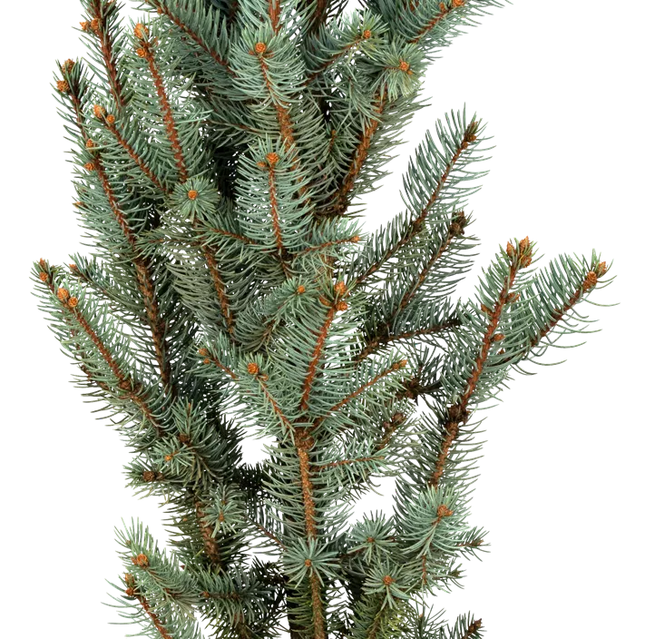 Blaue Säulen-Stechfichte 'Iseli Fastigiata'