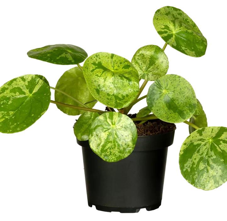 Glückstaler 'Mojito'