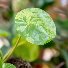 Pilea peperomioides 'Mojito' Pilea peperomioides 'Mojito'