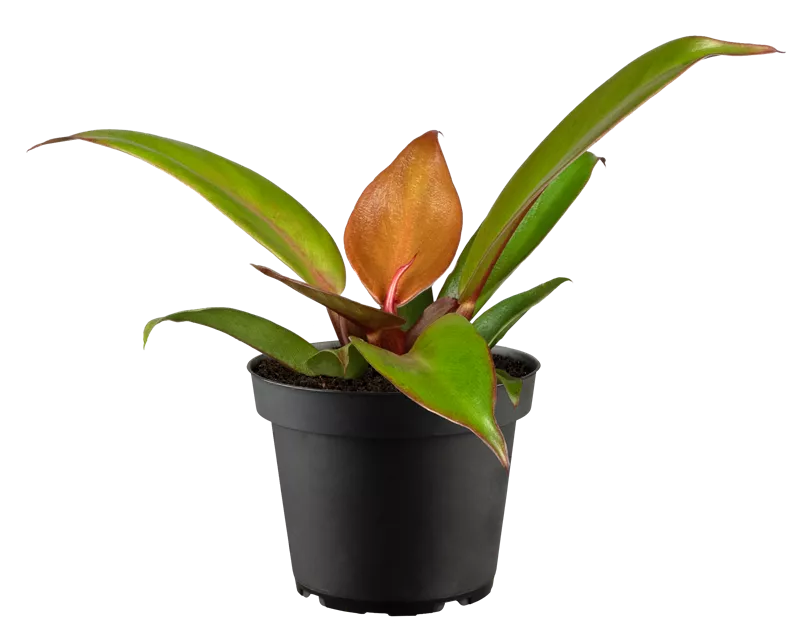 philodendron little hope pflege Philodendron Little Hope'