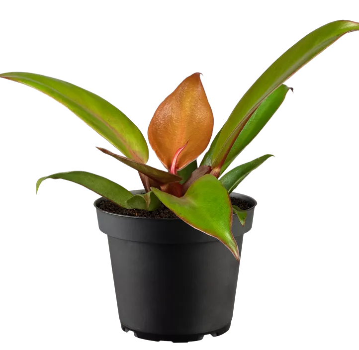 Baumfreund 'Prince of Orange', 19 cm Topf Baumfreund 'Prince of Orange', 19 cm Topf