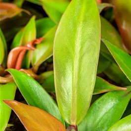 Philodendron Prince of Orange