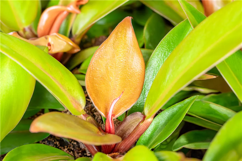Philodendron Prince of orange, Baumfreund 'Prince of Orange', 19 cm Topf -  Bellaflora